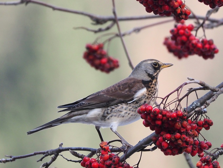 Passeriformes  sul Sorbo degli uccellatori (Sorbus aucuparia )